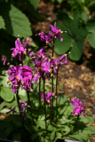 Dodecatheon pulchellum subsp. pulchellum 'Red Wings' RCP5-2015 4.JPG